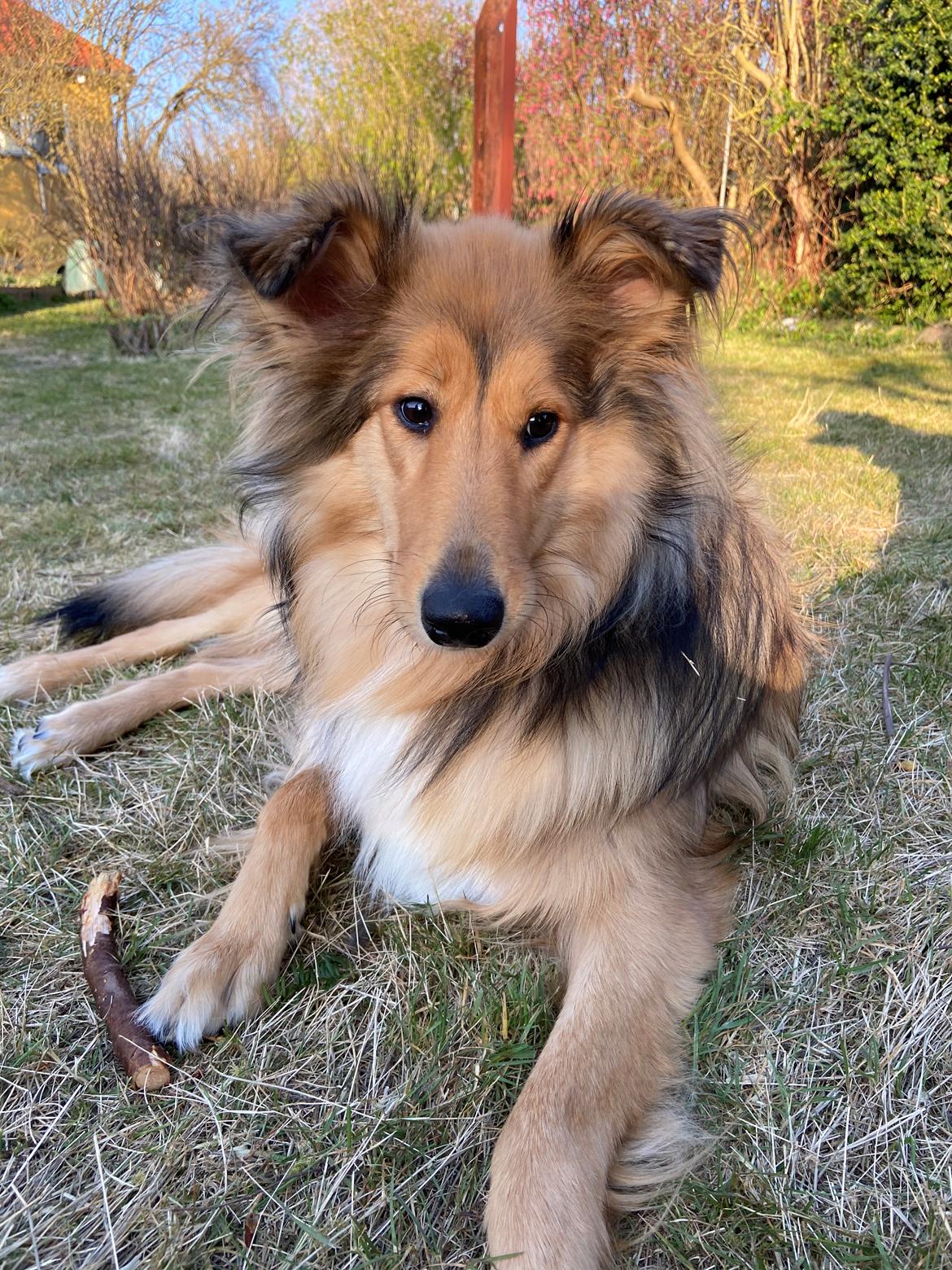 Blanding af racer Cassie billede 11