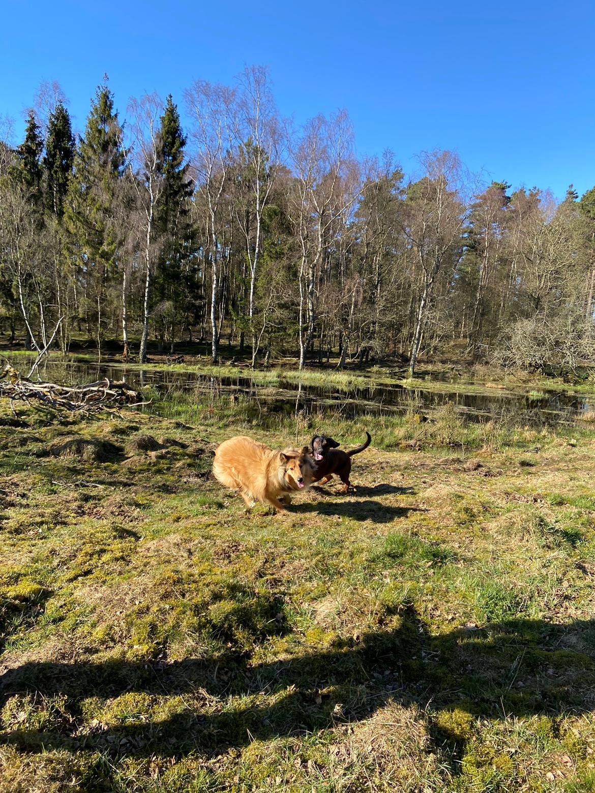 Blanding af racer Cassie billede 13