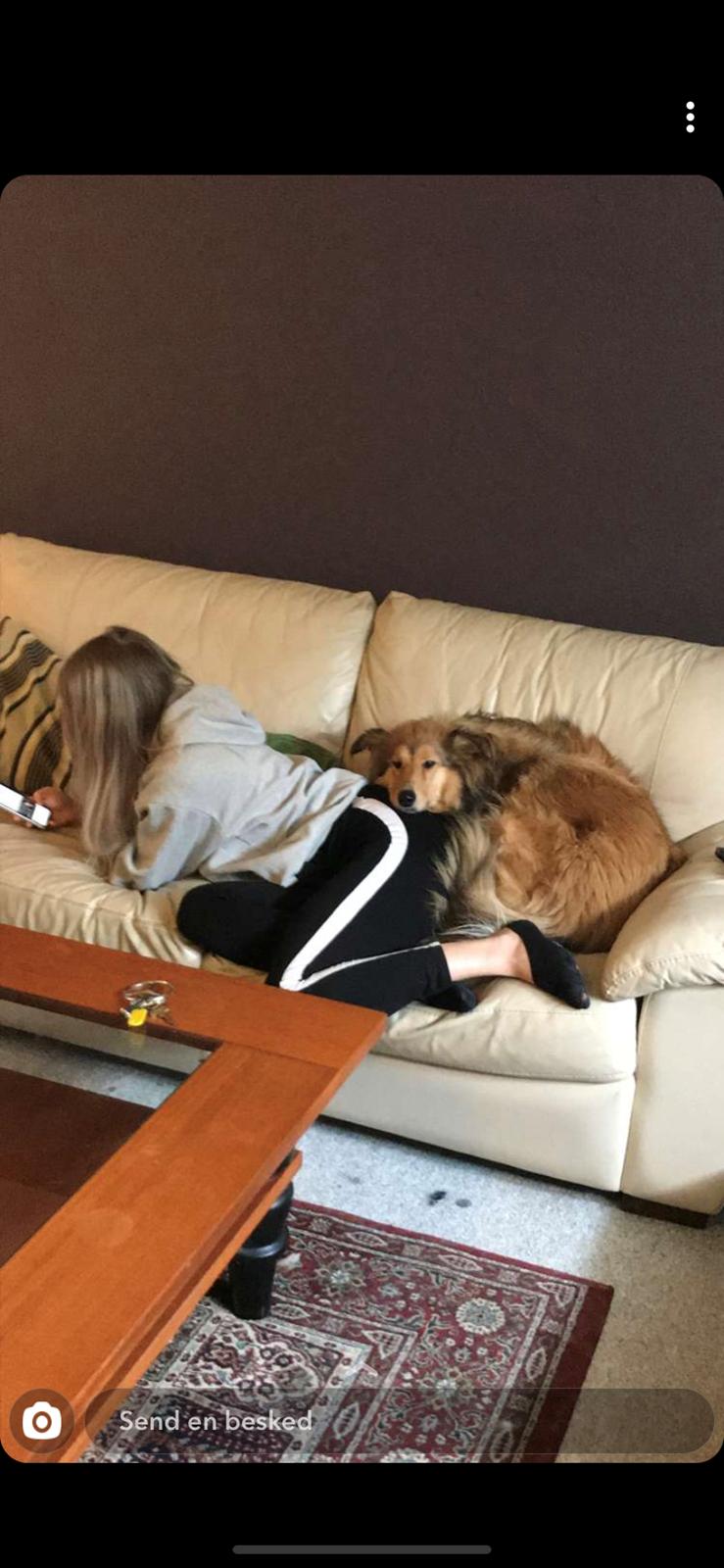 Blanding af racer Cassie billede 15