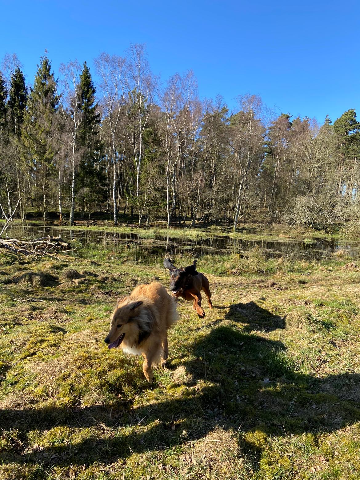 Blanding af racer Cassie billede 14