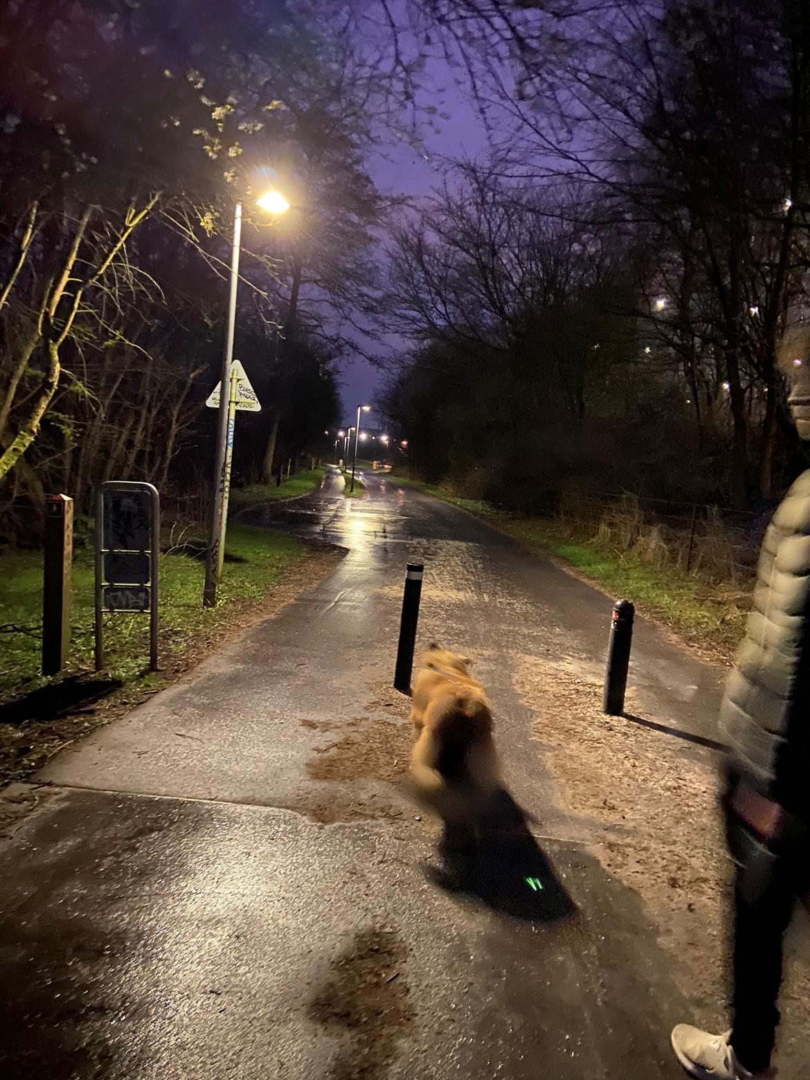 Blanding af racer Cassie billede 16