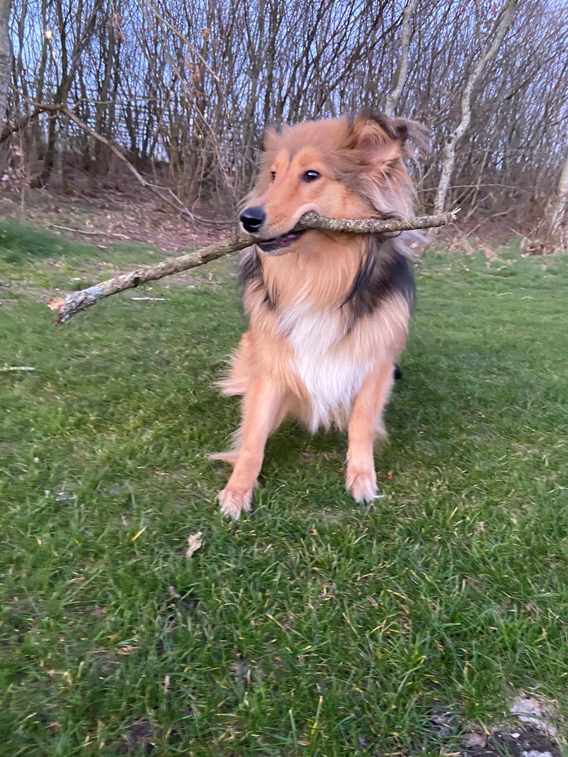 Blanding af racer Cassie billede 18