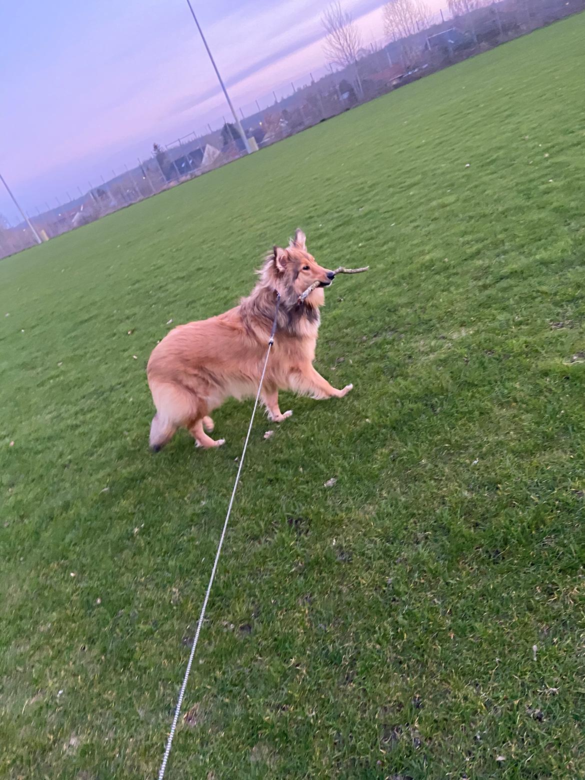 Blanding af racer Cassie billede 20