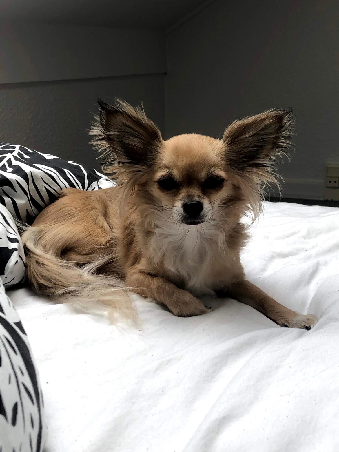 Chihuahua Drala billede 1