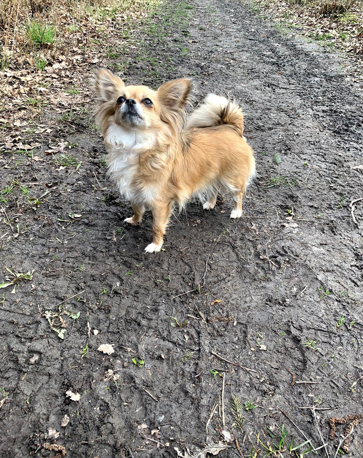 Chihuahua Drala billede 5