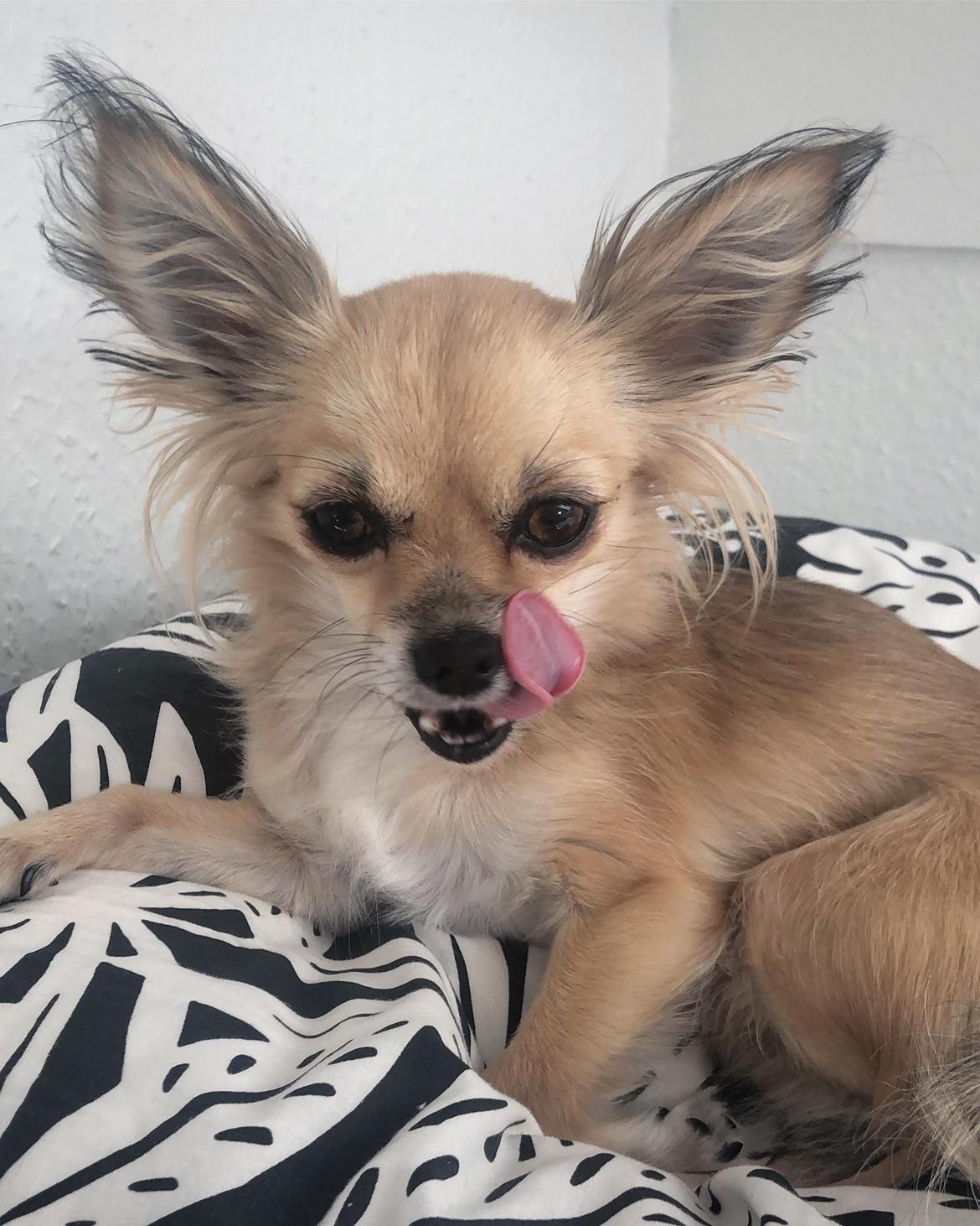 Chihuahua Drala billede 6