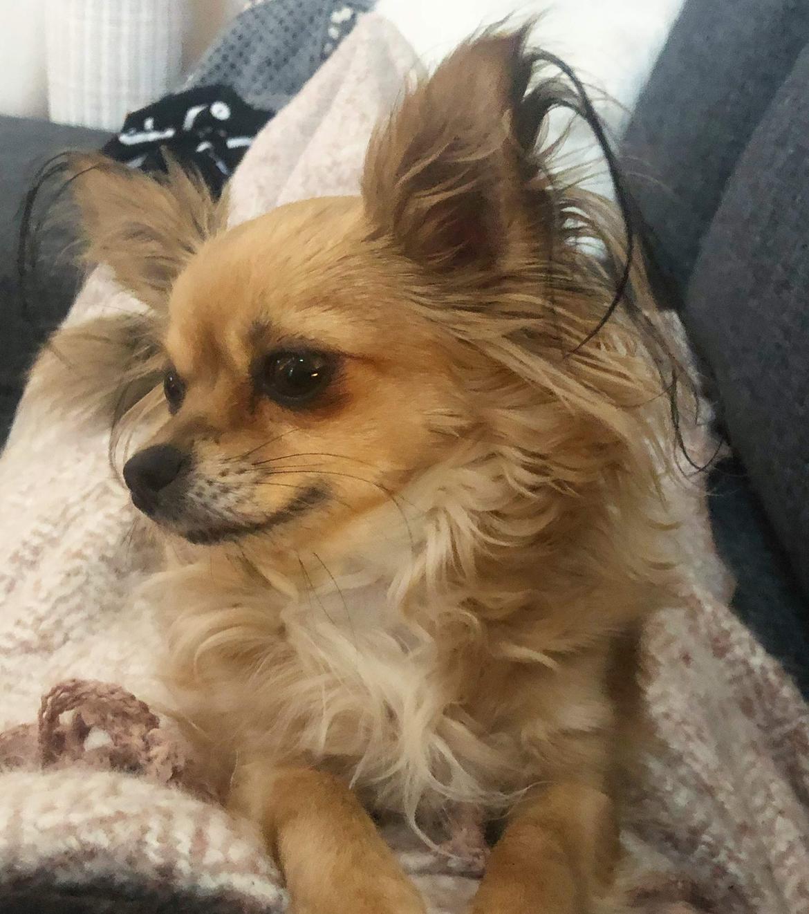 Chihuahua Drala billede 4