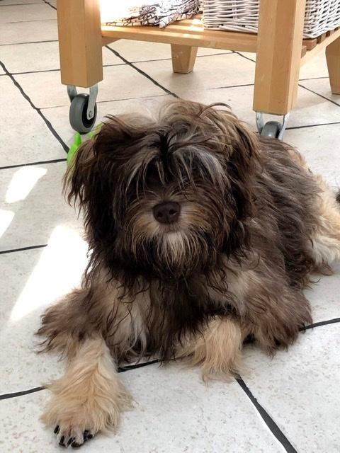 Løwchen Bella  ( Abbeddissens To B the One and Only ) billede 5