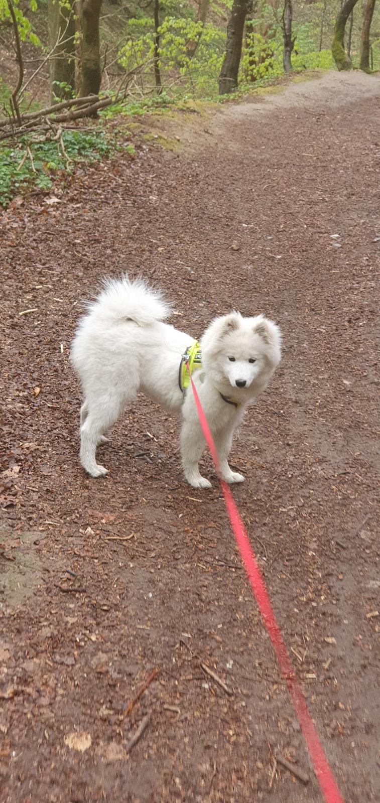 Samojedhund Luna billede 7