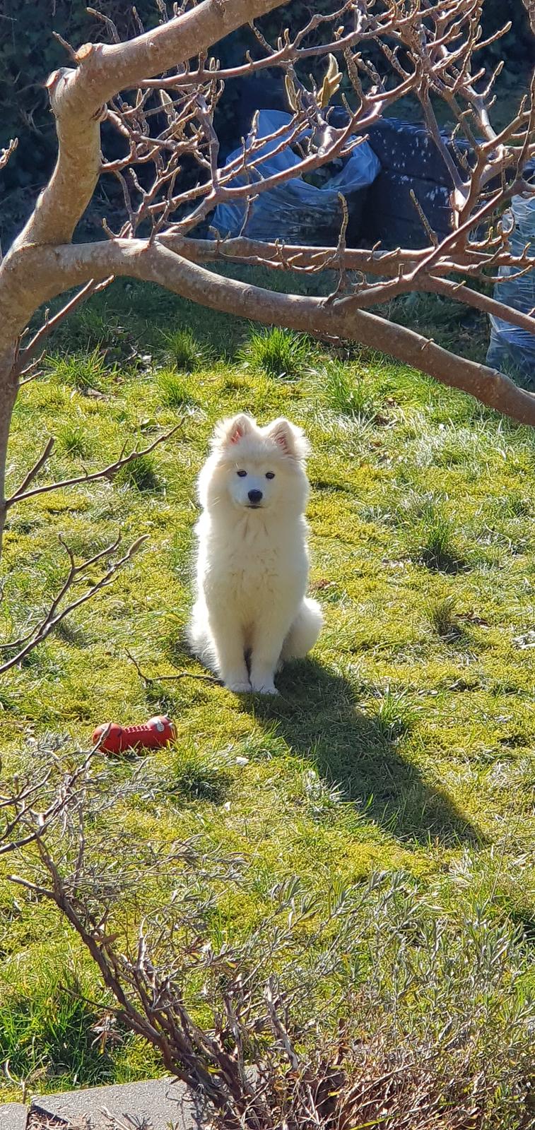 Samojedhund Luna billede 9