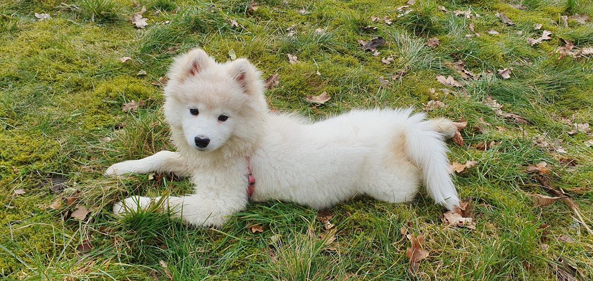 Samojedhund Luna billede 10