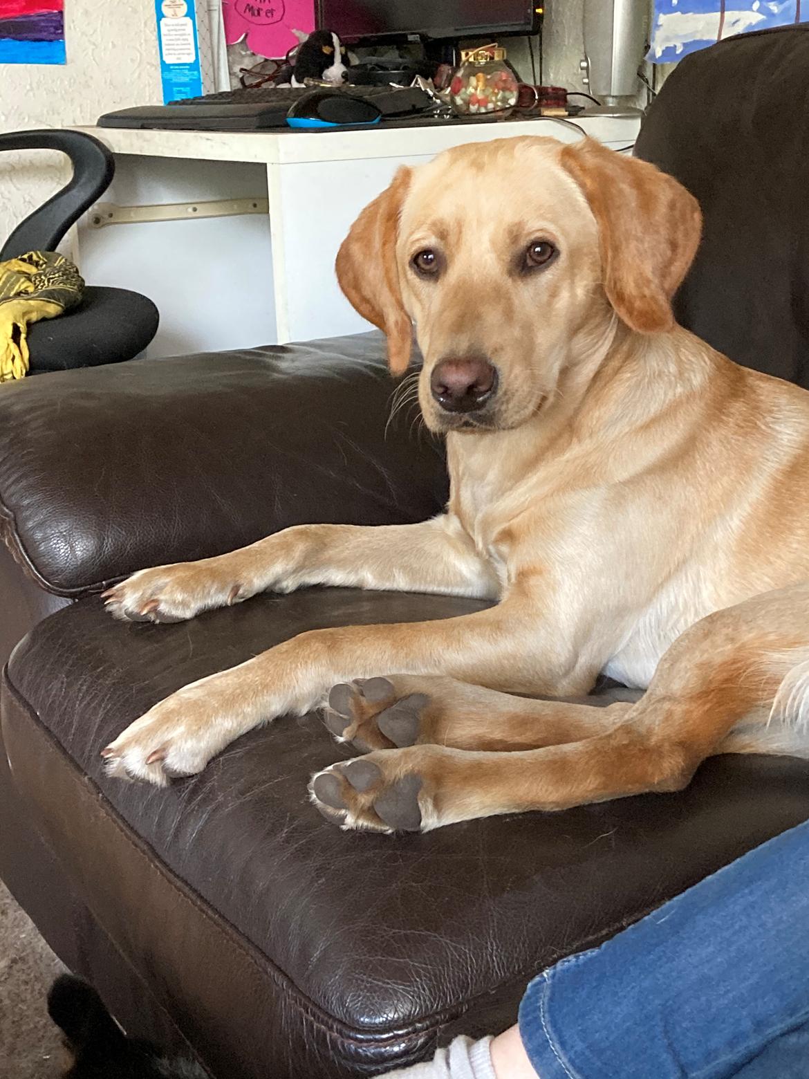 Labrador retriever Lupa billede 31