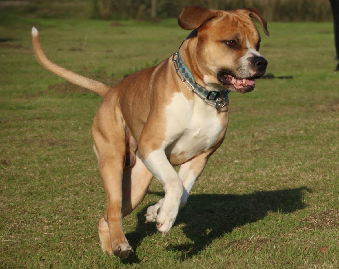 Blanding af racer Buthler billede 8