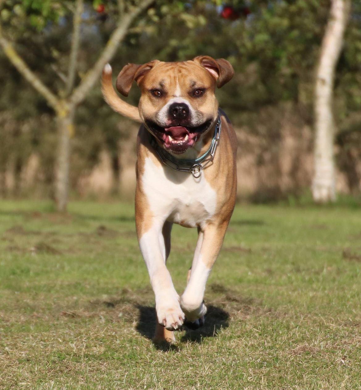 Blanding af racer Buthler billede 9