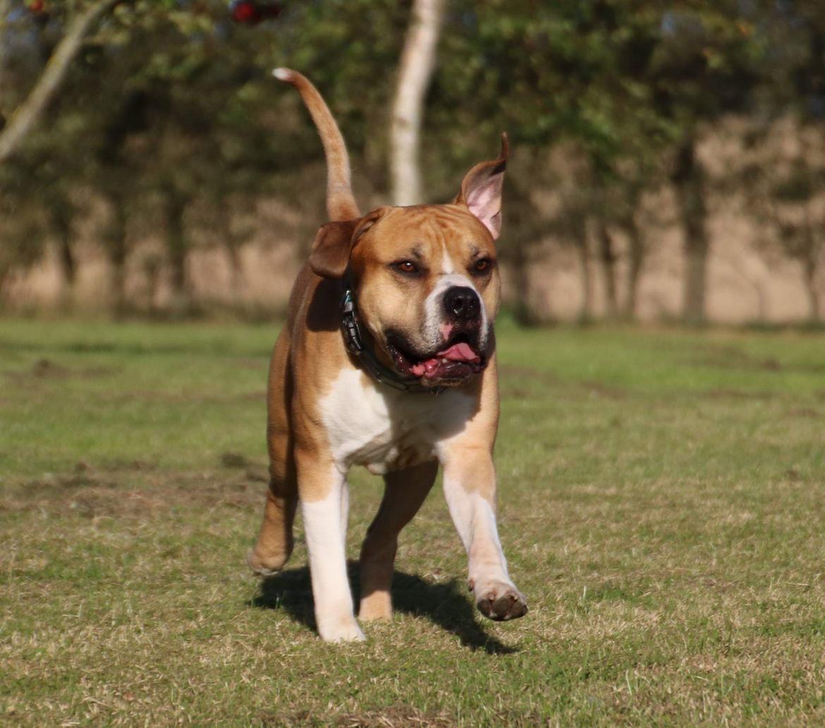 Blanding af racer Buthler billede 10