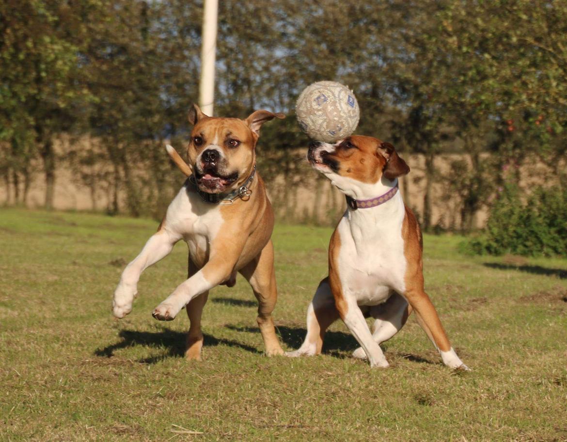 Blanding af racer Buthler billede 11