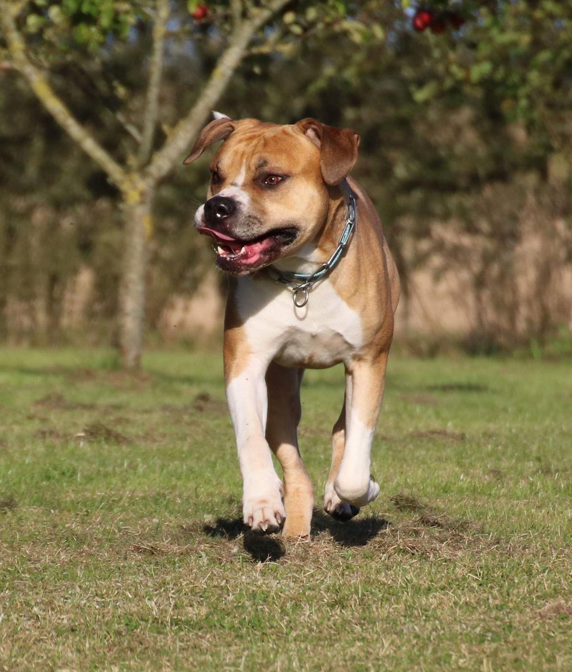 Blanding af racer Buthler billede 12