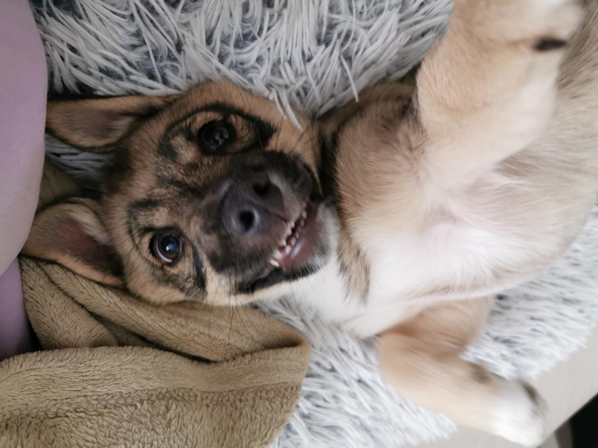 Västgötaspids Unni billede 18