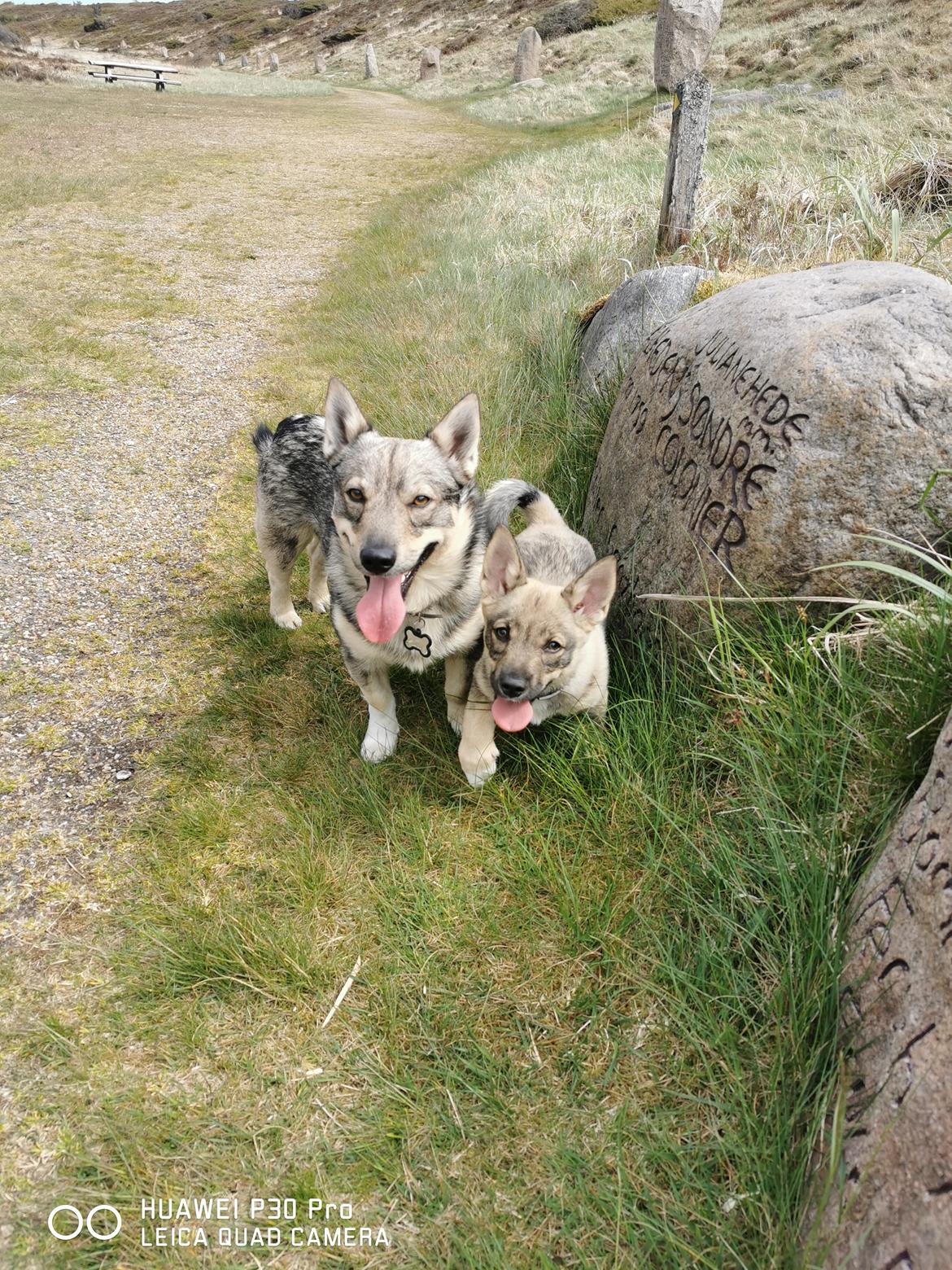 Västgötaspids Unni billede 19