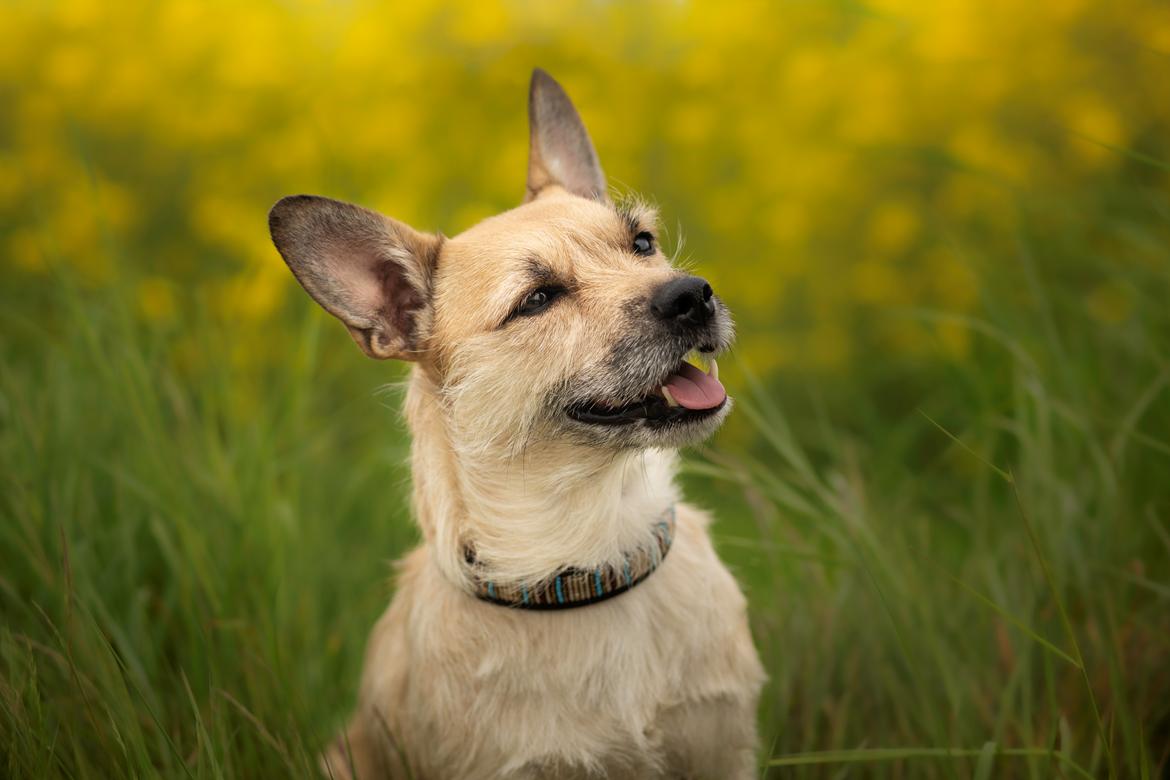 Blanding af racer Karla billede 7