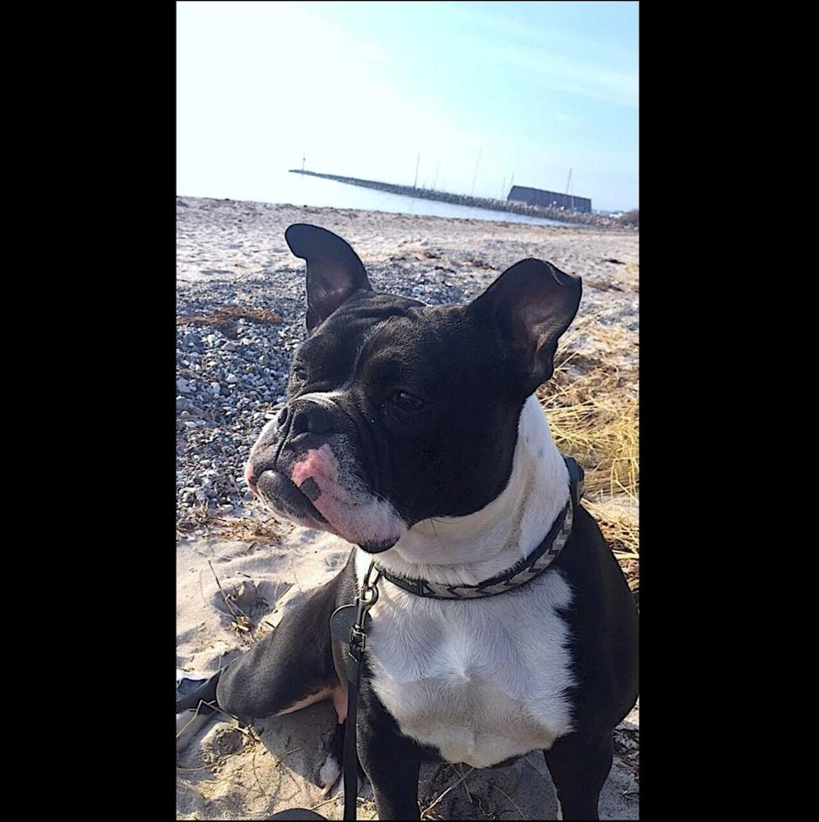 Olde english bulldogge Knightley's Adorable Penny billede 1
