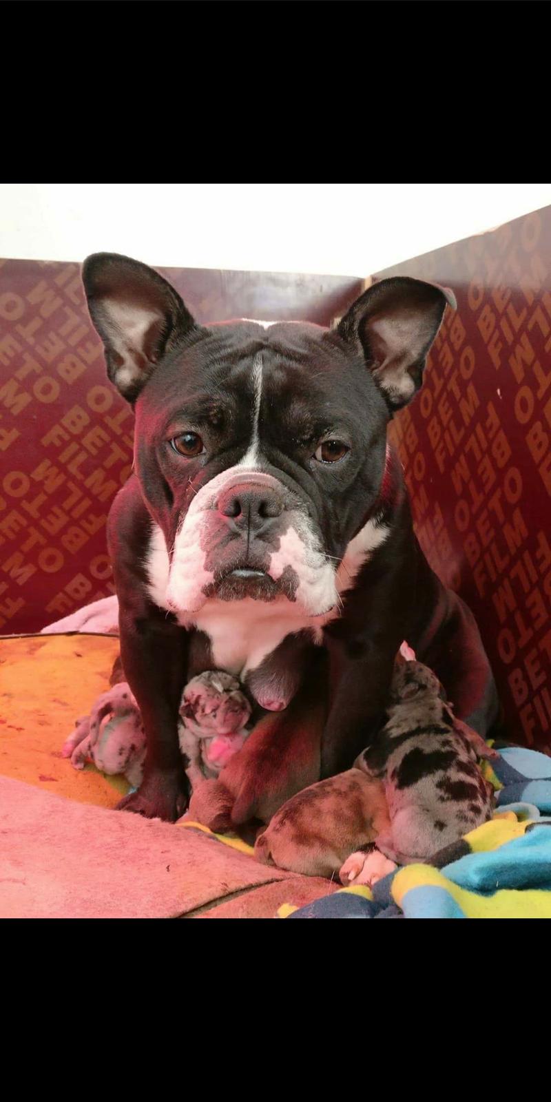 Olde english bulldogge Knightley's Adorable Penny billede 4