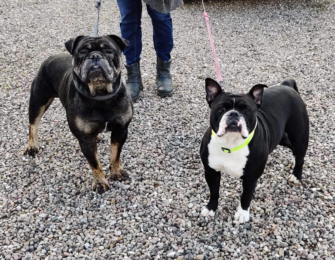 Olde english bulldogge Knightley's Adorable Penny billede 5