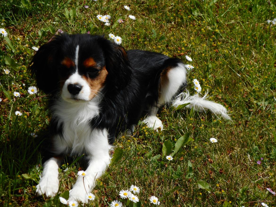 King charles spaniel Baldo billede 1