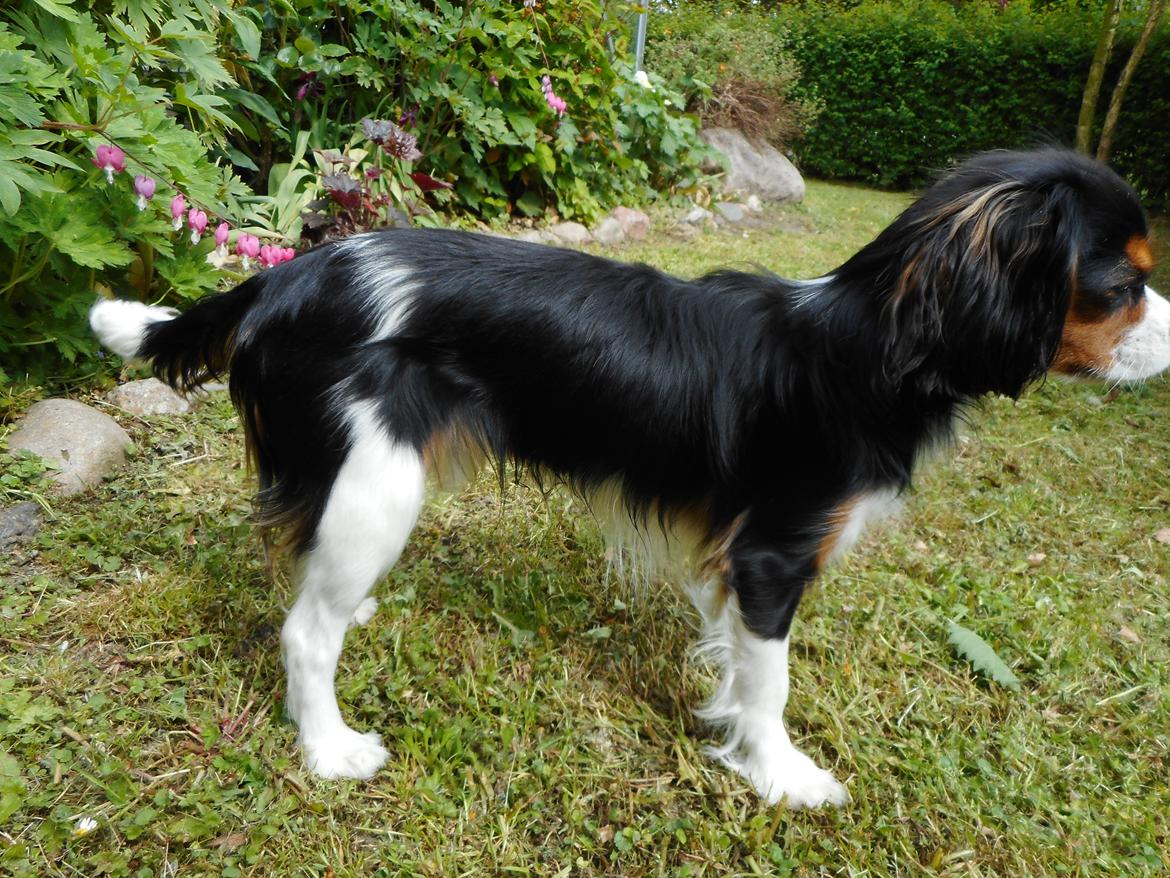 King charles spaniel Baldo billede 3