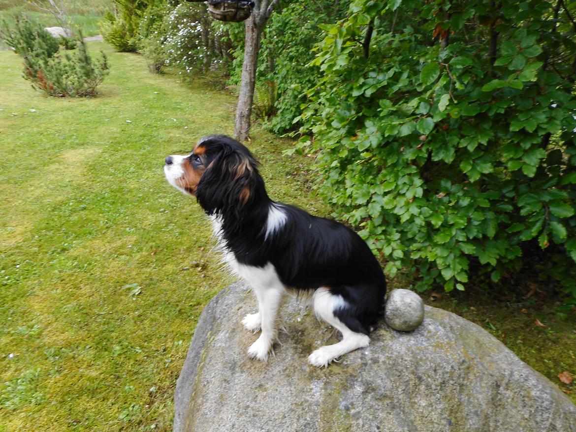 King charles spaniel Baldo billede 5