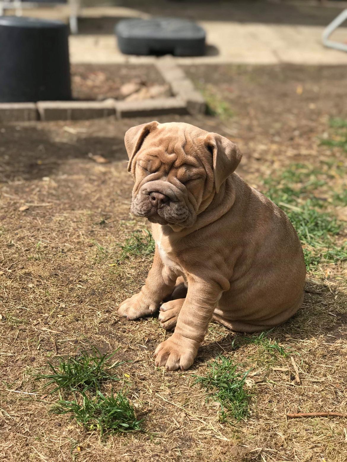 Olde english bulldogge Lady billede 5