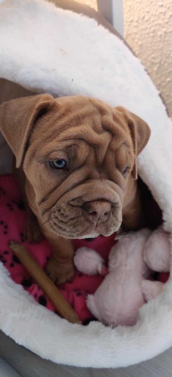 Olde english bulldogge Lady billede 9