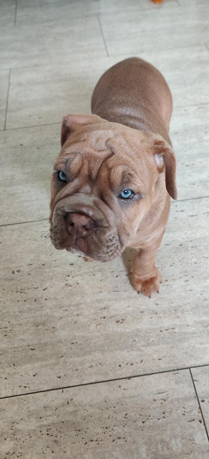 Olde english bulldogge Lady billede 13