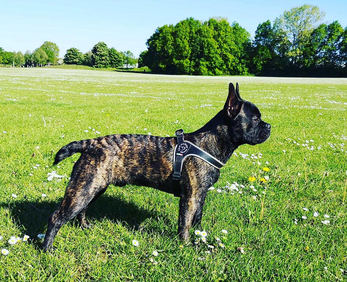 Fransk bulldog Molosshuset The Emperor's New Clothes billede 11