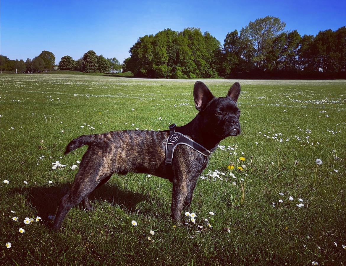 Fransk bulldog Molosshuset The Emperor's New Clothes billede 12