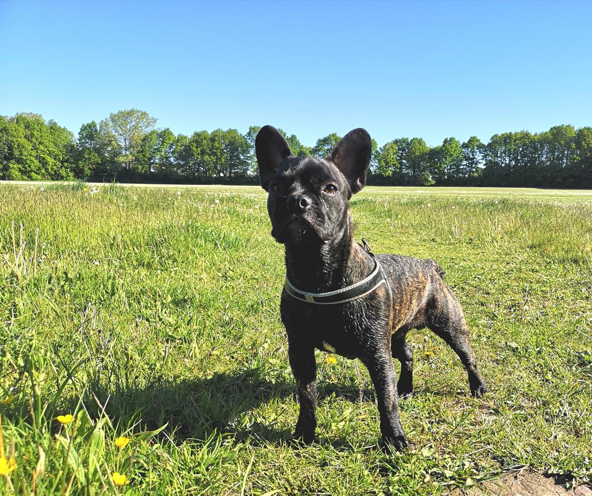 Fransk bulldog Molosshuset The Emperor's New Clothes billede 13