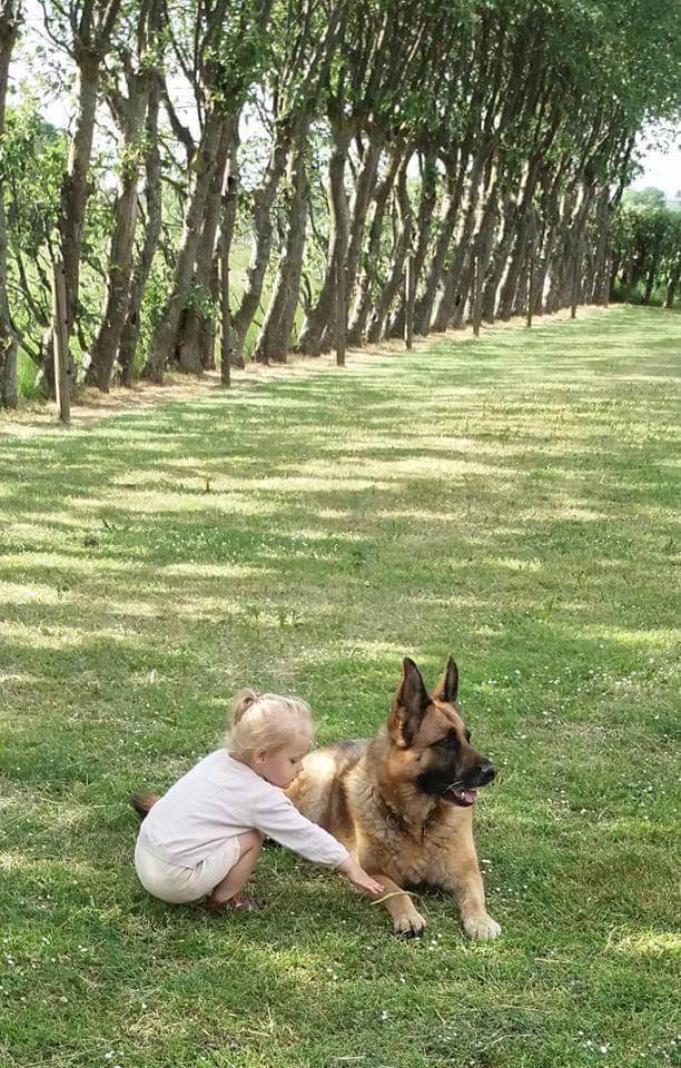 Schæferhund Hekami Tøsen. (Tøsen). (Mine forældres). billede 35