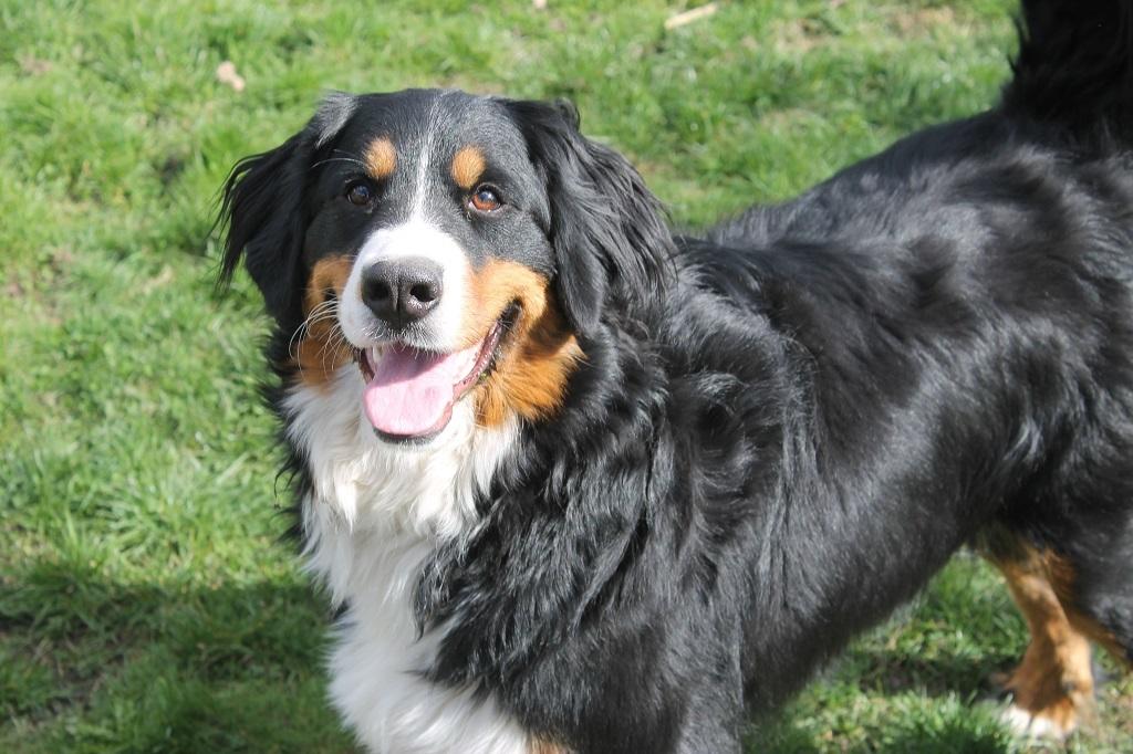 Berner sennenhund Mini billede 8