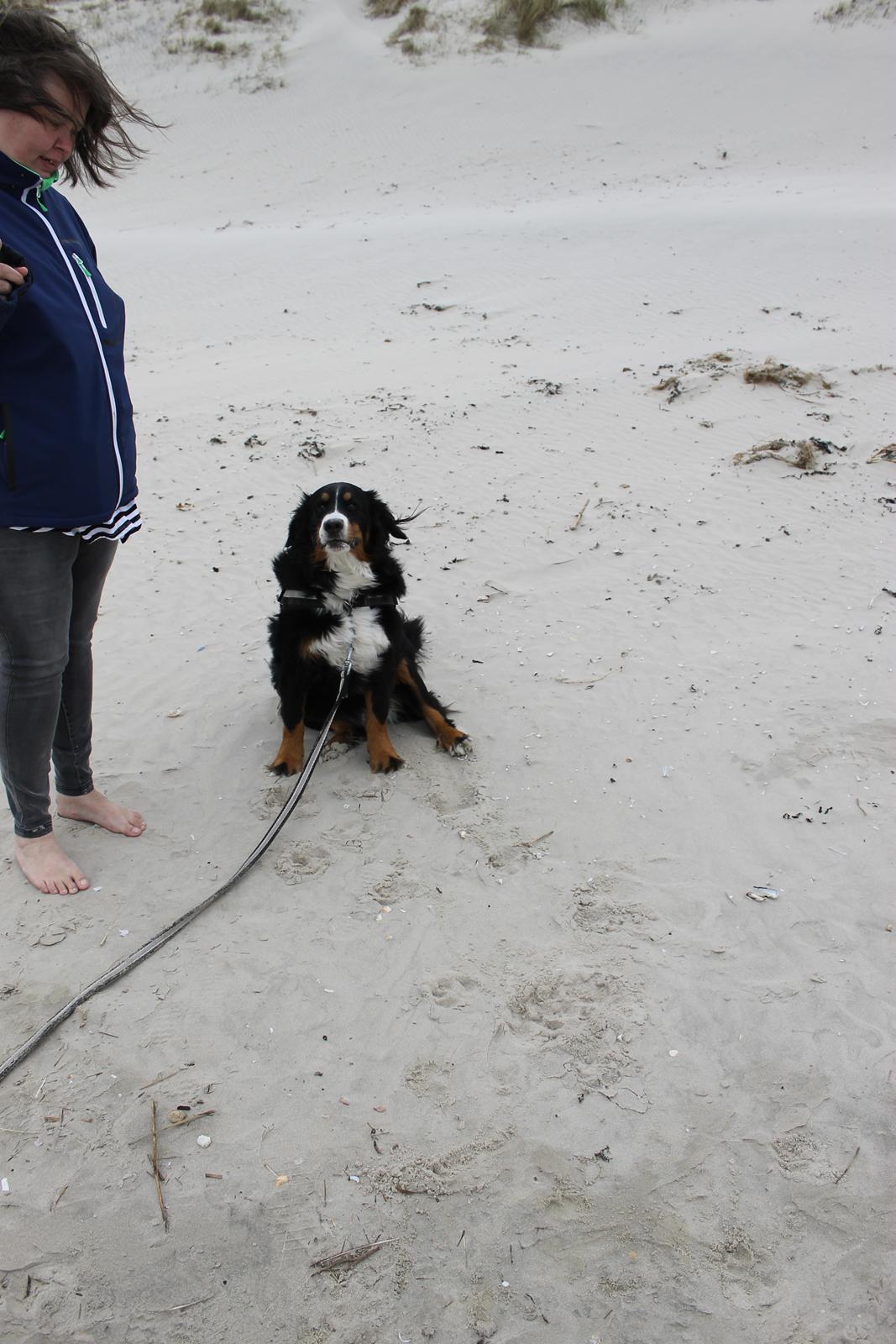 Berner sennenhund Mini billede 7