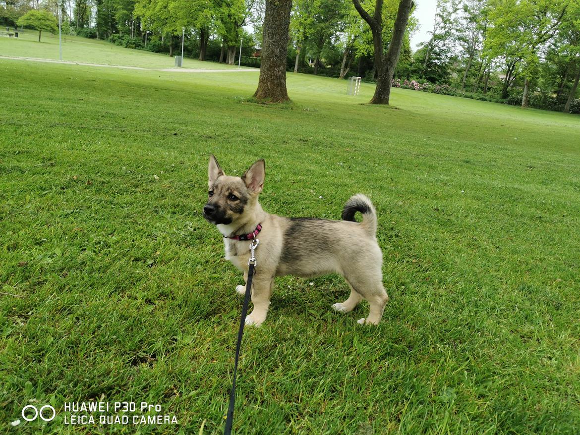 Västgötaspids Unni billede 20