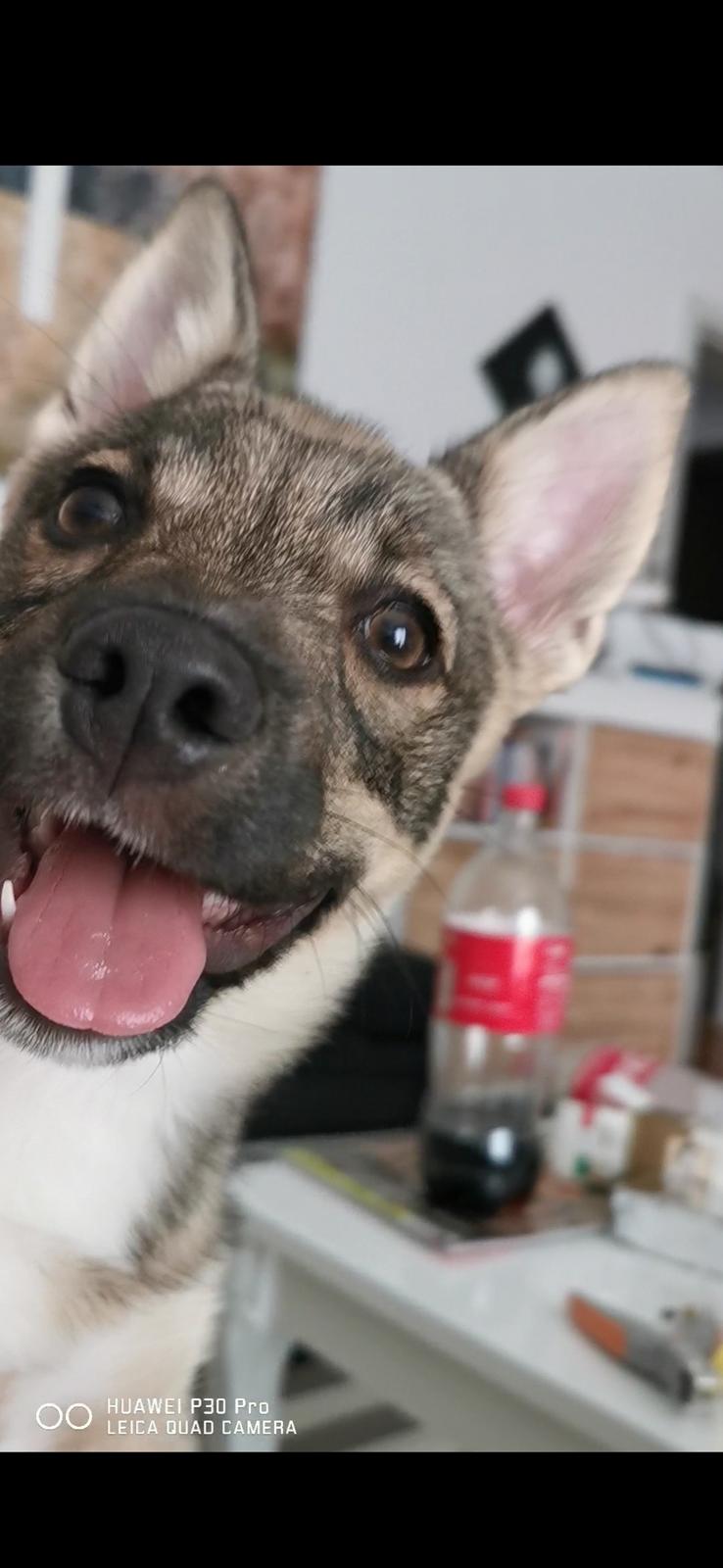 Västgötaspids Unni billede 21