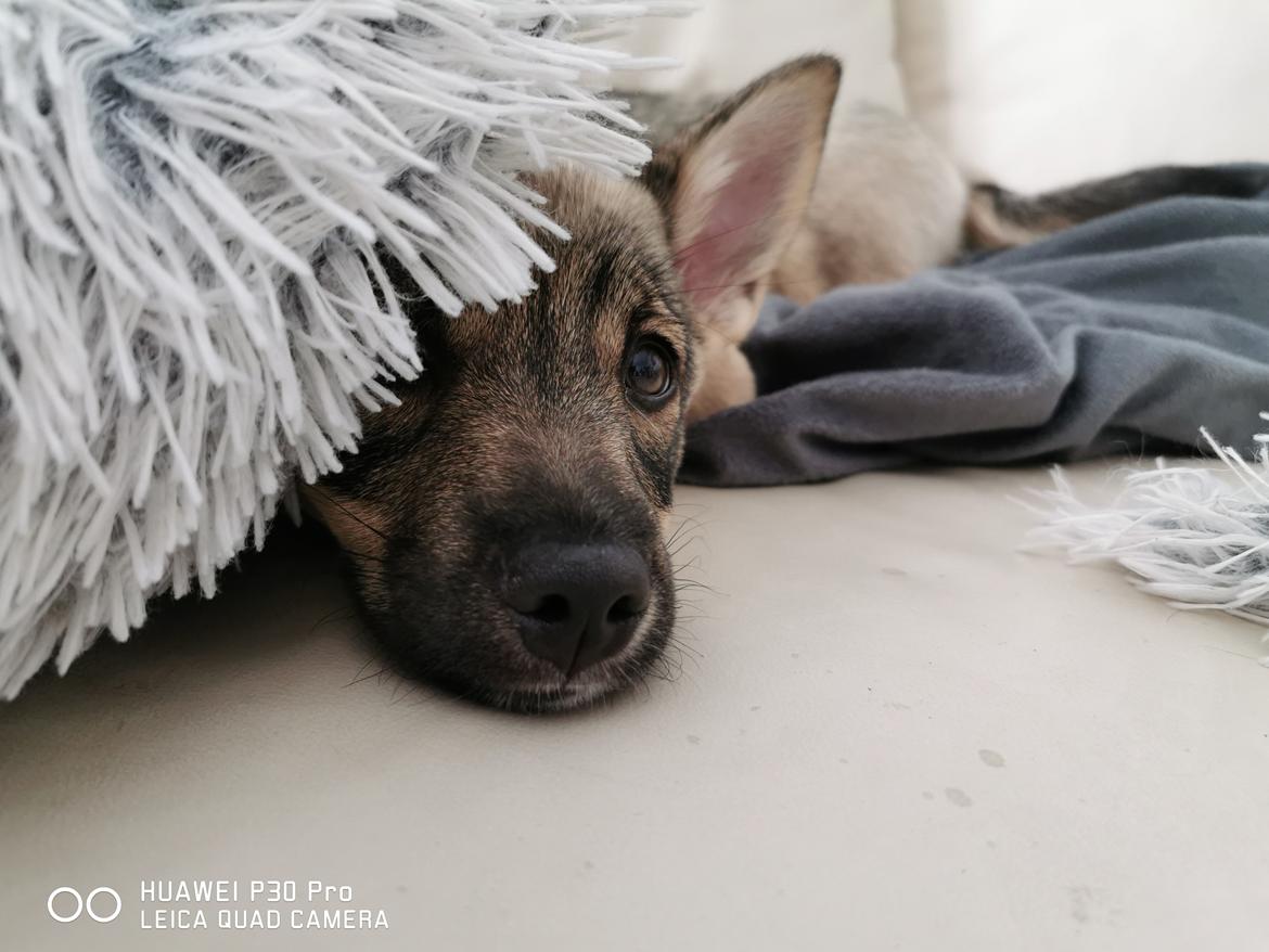 Västgötaspids Unni billede 22