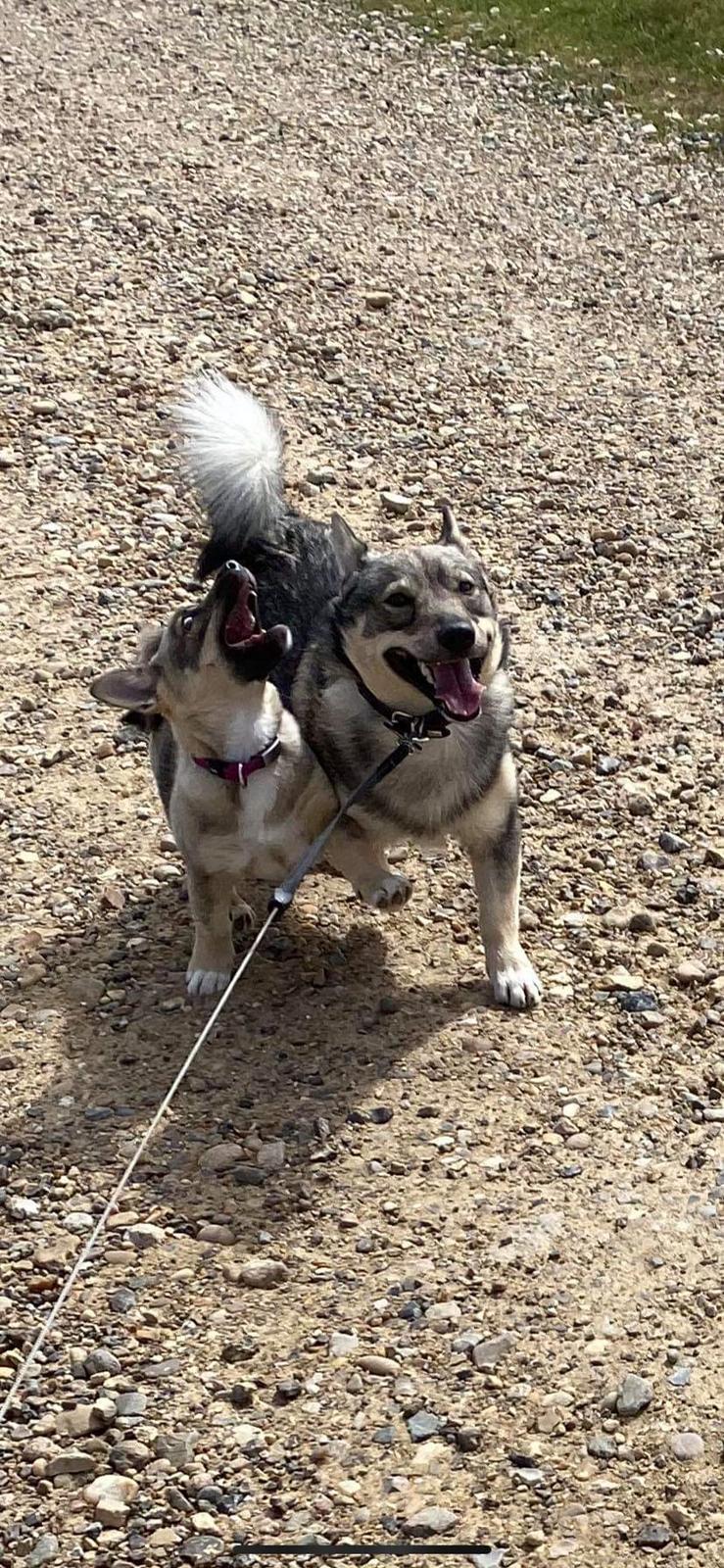 Västgötaspids Unni billede 26