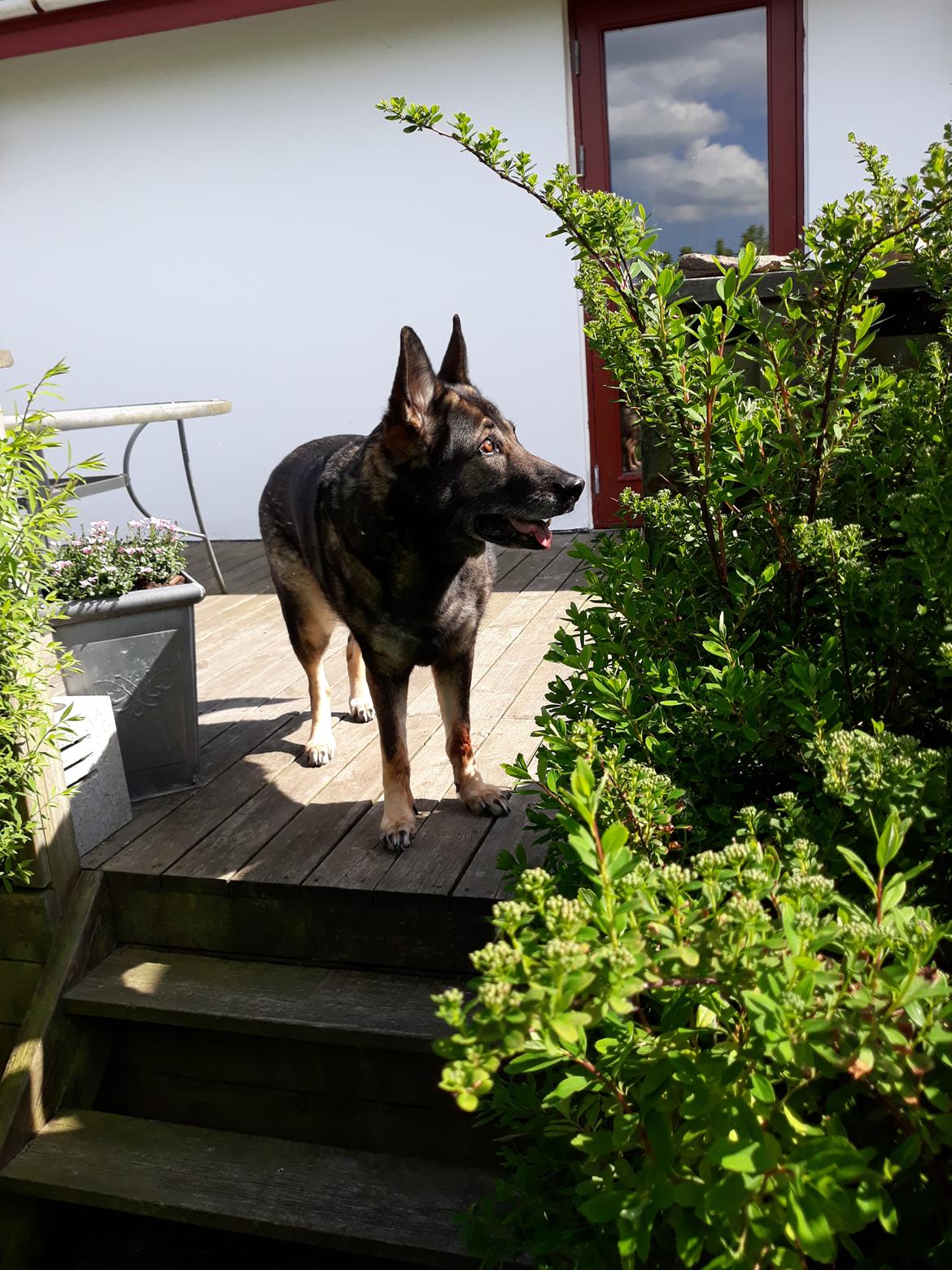 Schæferhund Sportshund Gipsi. (Gipsi). billede 13