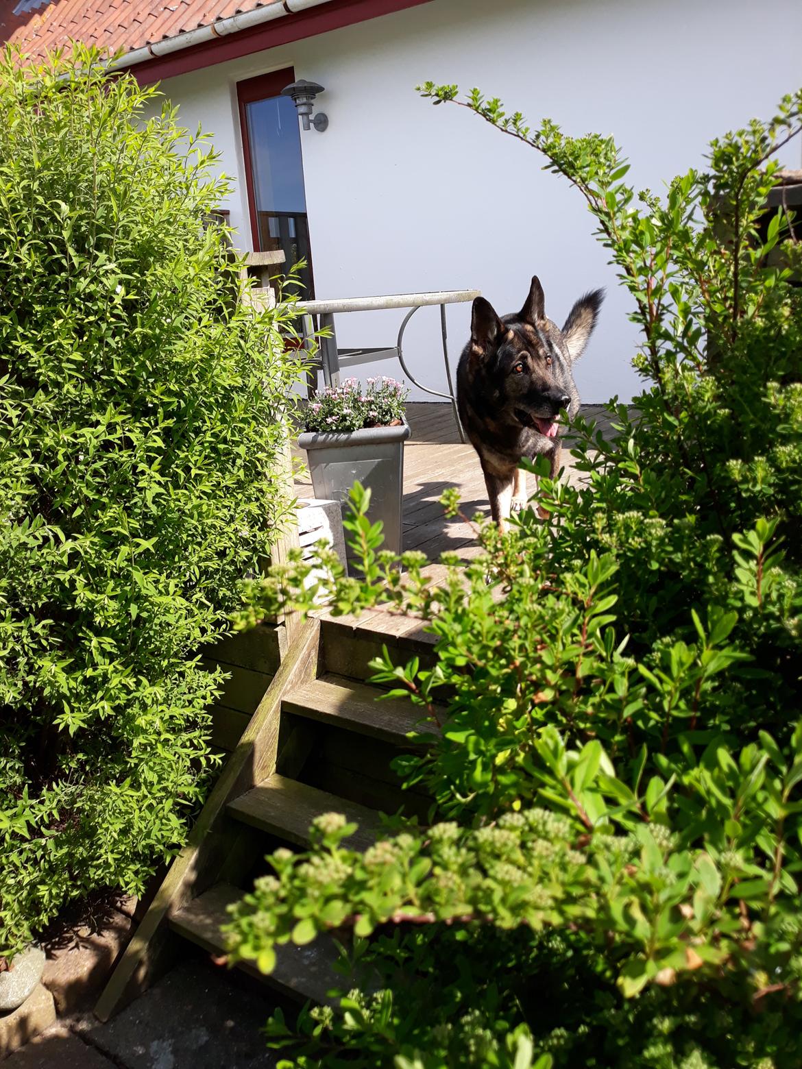 Schæferhund Sportshund Gipsi. (Gipsi). billede 47