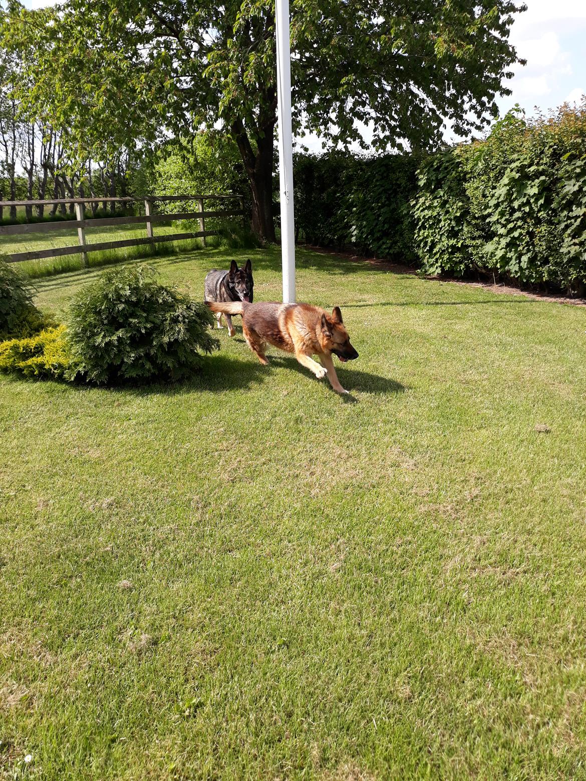 Schæferhund Hekami Tøsen. (Tøsen). (Mine forældres). billede 12