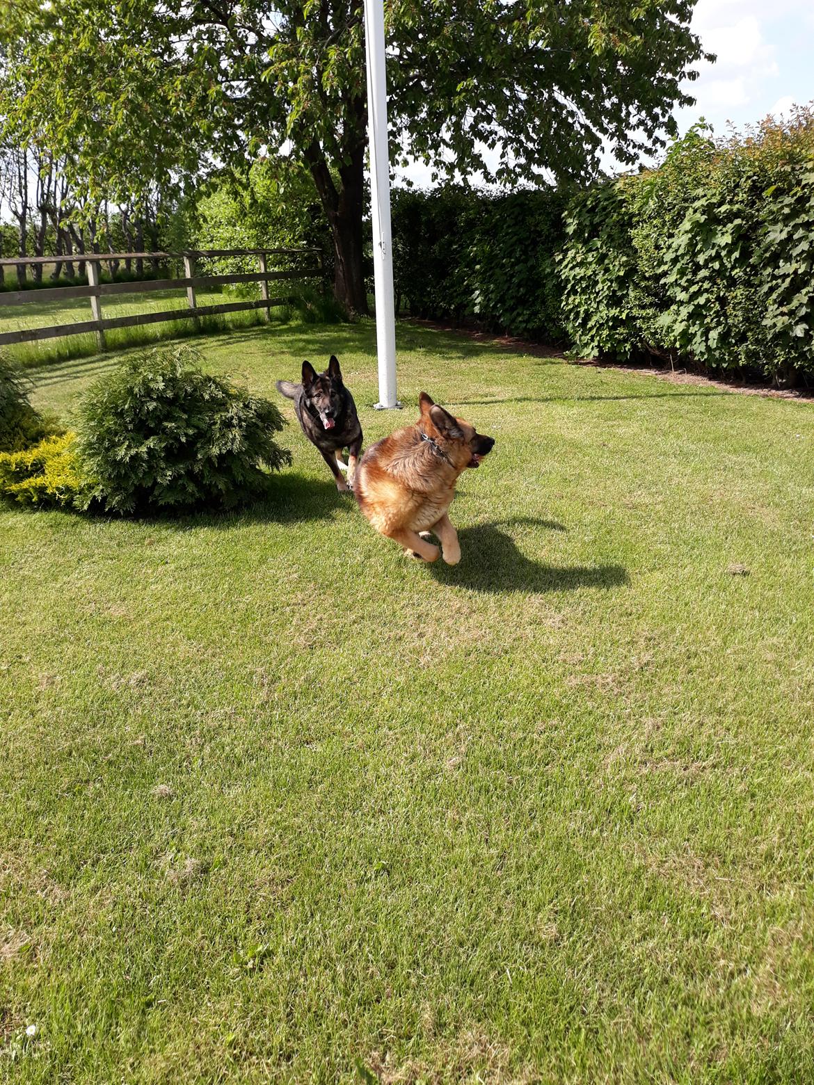 Schæferhund Hekami Tøsen. (Tøsen). (Mine forældres). billede 27