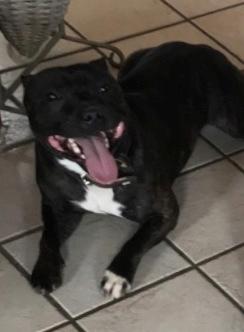 Staffordshire bull terrier Lundgaards Scar *Charlie* billede 9