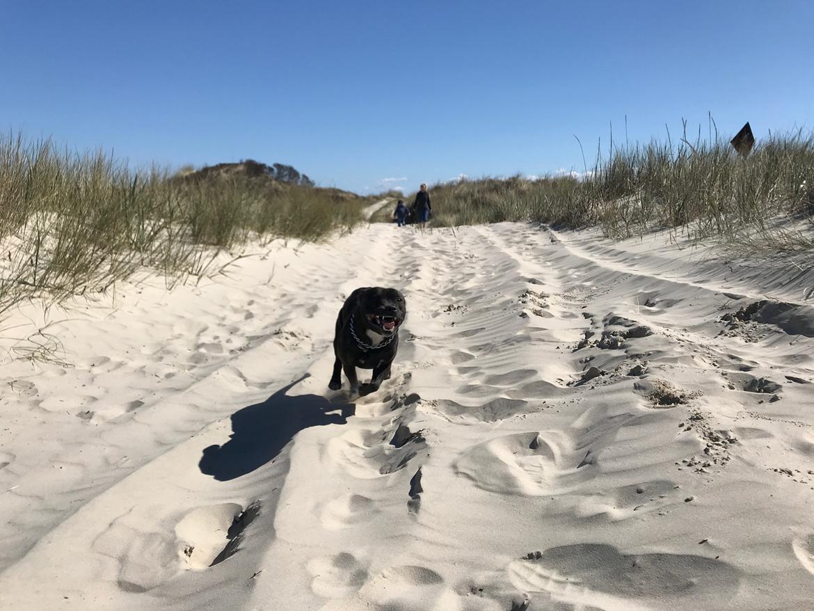 Staffordshire bull terrier Lundgaards Scar *Charlie* billede 12