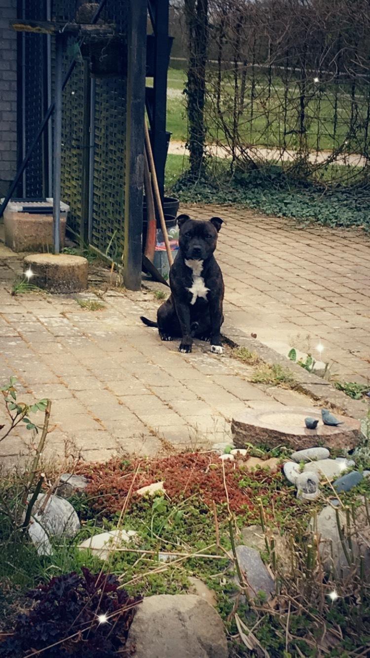 Staffordshire bull terrier Lundgaards Scar *Charlie* billede 14